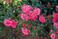 Rosa 'Flower Carpet'