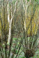 Salix neotricha, Salix myrsinfolia and Betula var. Jacquemontii 'Silver Shadow' in the Winter Garden at RHS Rosemoor