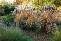 Early morning sun falling on Miscanthus sinensis 'Malepartus' in The Dry Garden, The Savill Garden, Windsor Great Park