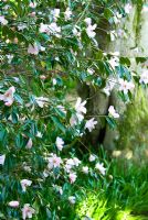 Camellia cuspidata x saluenensis 'Cornish Snow' AGM - Abbotsbury Subtropical Gardens, Abbotsbury, nr Weymouth, Dorset