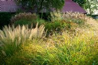 A mass of flowering grasses includes Panicum virgatum 'Rehbraun' in foreground, fluffy Calamagrostis brachytricha and Miscanthus behind - Grass Garden, Hants