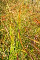 Panicum virgatum 'Rehbraun' - Grass Garden, Hants
