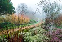 Cornus, Rubus, heathers and Bergenias - The Winter garden, Cambridge Botanic Gardens, February