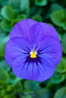 Viola - Blue pansy