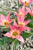 Tulipa 'Aucheriana', April