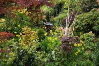 Oriental style garden with Acer, Azalea, Pieris, Betula - SIlver Birch, Aucuba japonica 'Crotonifolia' and Narcissus. Newton garden, Walsall, UK 

