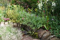 Late summer border by red sandstone wall with Photinia 'Red Robin', Gypsophila repens, Potentilla 'Hopleys Orange', Galtonia candicans, Knautia macedonica and Geranium 'Joy' at Church View, Appleby-in-Westmorland, Cumbria NGS