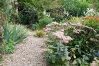 Late summer borders with perennials and shrubs including Sedum 'Matrona', Iris germanica and Galtonia candicans by gravel path at Church View, Appleby-in-Westmorland, Cumbria NGS