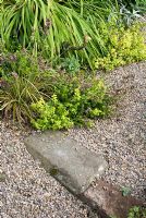 Gravel path and stone step with Iris siberica, Origanum vulgare 'Aureum' and Carex oshimensis 'Evergold'