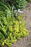 Origanum vulgare 'Aueum', Iris sibirica, Artemisia 'Valerie Finnis' and Nepeta 'Longipes' by gravel path