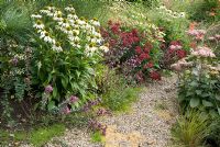 Origanum 'Rosenkuppel', Echinacea purpurea 'White Swan', Sedum 'Red Cauli', Sedum 'Matrona' and Anemanthele lessoniana by gravel path at Church View, Appleby-in-Westmorland, Cumbria NGS