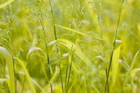 Milium effusum 'Aureum' - Bowles Golden Grass flowering in Spring