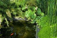 Evergreen planting around a fish pond in summer of Begonia grandis subsp. evansiana 'Alba', Ferns, Equisetum hyemale 'Robustum' , Soleirolia - Mind Your Own Business and Hedera - Ivy.