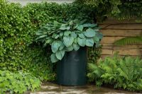 Hosta 'Big Daddy' planted in a large container in a courtyard corner surrounded by Hedera - Ivy and Ferns