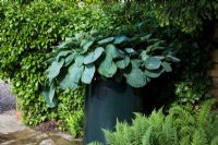 Hosta 'Big Daddy' planted in a large container in a courtyard corner surrounded by Hedera - Ivy and Ferns
 