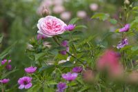 Highly scented flower of Rosa 'Königin von Dänemark', syn Queen of Denmark' and Geranium psilostemon 'Bressingham Flair'