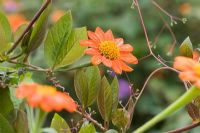 Tithonia rotundifolia 'Torch' - Mexican Sunflower, with foliage of Cobaea scandens weaving through the flowers.