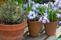 Scilla sibirica 'Spring Beauty', Thymus - variegated Thyme in terracotta pots