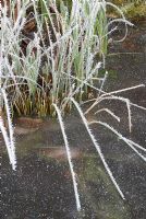 Frozen pond with frosted Iris and Typha
