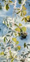 Frosted Rubus - Blackberry foliage. Marquis Drive area in late autumn. Cannock Chase Country Park, UK
 
