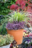 Carex morrowii 'Variegata' and Calluna vulgaris 'Garden Girls' in terracotta pot with baskets of crabapples