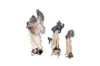 Helvella lacunosa, - Elfin Saddle Fungi
