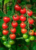 New and sweetest tasting red Cherry Tomato 'Suncherry Premium' 