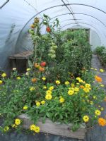 Heritage Tomato varieties growing in a timber edged raised bed in a polythene tunnel with Calendula officinalis - Pot Marigolds, to lure in pollinators and beneficial insects                            