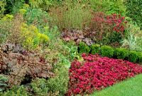Border with Sedum spurium 'Purpureum' and Heuchera, divided by low Buxus - Box hedge. Fovant Hut Garden, Wilts
 