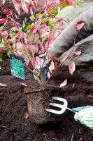 Planting Cornus alba sibirica 'Variegata' - Dogwood