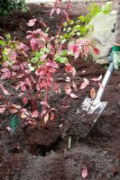 Planting Cornus alba sibirica 'Variegata' - Dogwood
