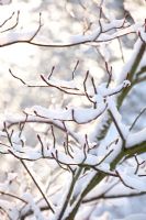 Cornus controversa 'Variegata' under snow
