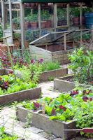 Raised beds in potager with Spinacia oleracea - Spinach, selfseeded Atriplex hortensis var. rubra - Red Orach, and greenhouse
 