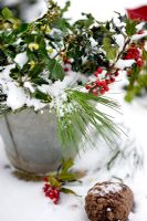 Container of snowy christmas foliage 