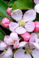 Malus - Apple 'Fiesta', blossom