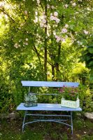 Containers on blue bench with Rosa 'Paul's Himalayan Musk' behind