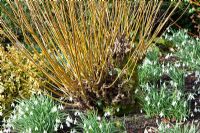 Salix alba var vitellina 'Britzensis' and Galanthus 'Atkinsii'