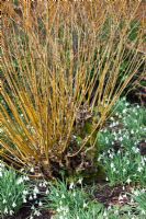 Salix alba var vitellina 'Britzensis' and Galanthus 'Atkinsii'