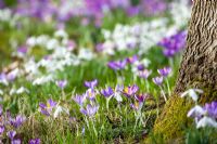 Drifts of spring bulbs including Galanthus - Snowdrops, Crocus tomasinianus and Eranthis hyemalis - Winter aconite, at Broadleigh Gardens
