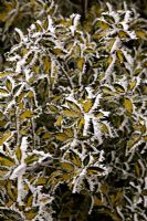 Ilex aquifolium myrtifolia 'Aurea Maculata' AGM with hoar frost in winter