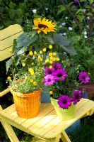 Purple Osteospermum, Chrysanthemum segetum - Corn Marigold and Dwarf Sunflowers in bright containers