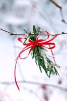 Rosemary tied with ribbon as an outdoor christmas decoration