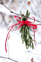 Rosemary tied with ribbon as an outdoor christmas decoration