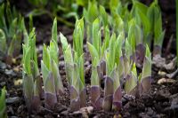 New shoots of Hostas emerging from the soil in spring