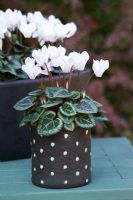 Cyclamen hederifolium - Hardy Cyclamen, in black and white spotty containers.