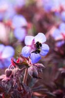 Geranium pratense 'Midnight Reiter' with bee