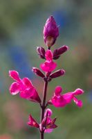 Salvia 'Mulberry Wine' syn. S. 'Mulberry jam'