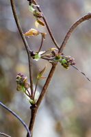 Emerging Akebia quinata in Spring