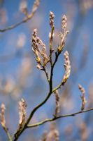 Emerging flowers of Amelanchier lamarckii in Spring