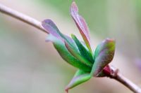 Emerging foliage of Lonicera periclymenum in Spring